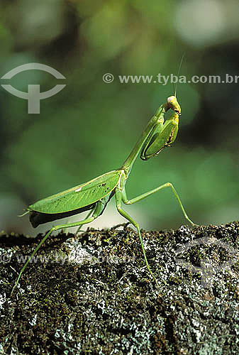 (Ordem Mantodea; família mantidae) Mantis, also known as praying mantis - Atlantic Rainforest - Serrinha do Alambari city - Rio de Janeiro state - Brasil    