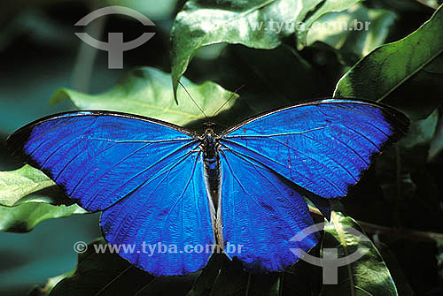  (Morpho anaxibia) Blue Morpho butterfly - Atlantic Rainforest - Rio de Janeiro state - Brazil 