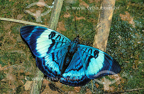 (Panacea regina) Nymphalidae butterfly - Amazon Rainforest - Brazil 