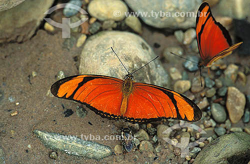  (Dryas julia) Julia butterfly - Amazon Rainforest - Amazonas state - Brazil 