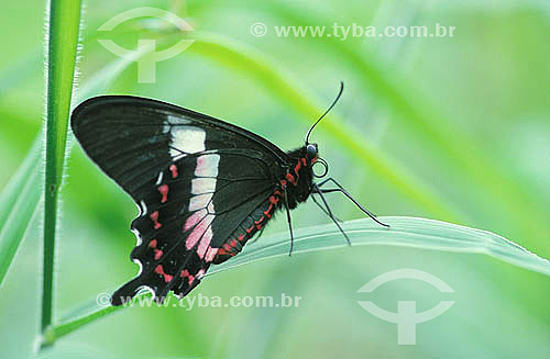  Subject: Fluminense Swallowtail (Parides ascanius) / Place: Rio de Janeiro state (RJ) - Brazil / Date: 2010 