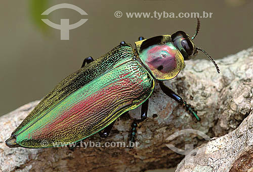  (Euchroma gigantea) Beetle - Atlantic Rainforest - Brazil 