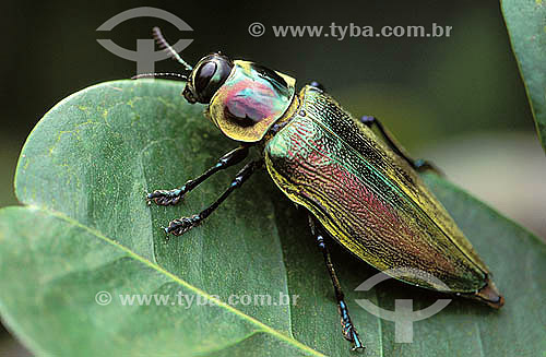  (Euchroma gigantea) Beetle - Atlantic Rainforest - Brazil 