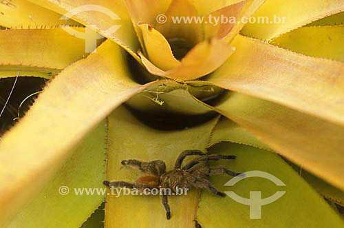  Tarantula on a Bromeliad (flower) - Atlantic Forest - Brazil 