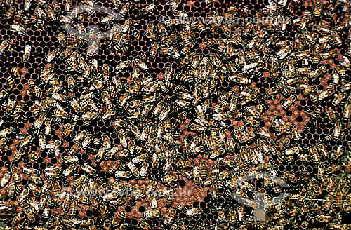  Beehive - Bees 