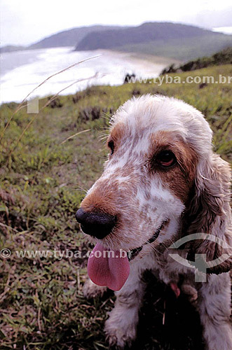  Dog - Cocker-spaniel - Joaquim Hill - Ilha do Mel Island* - Parana state - Brazil  * The area of the Atlantic Forest, from Jureia Mountain Range in Iguape (Sao Paulo state) to the Ilha do Mel Island (Honey Island) in Paranagua (Parana state), is a N 