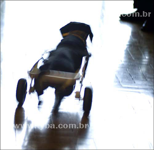  Dog with physical deficiency having assistance with wheels - Rio de Janeiro - RJ state - Brazil - january, 2007 