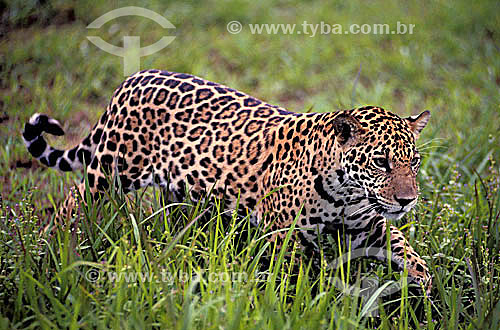 (Panthera onca) Jaguar - Amazonian region - Brazil 
