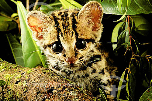 (Leopardus tigrinus) or (Leopardus wiedii) Margay Cat 