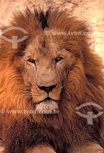  (Panthera leo) - lion 