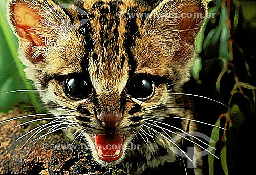  (Felis pardalis) Leopard Cat young 