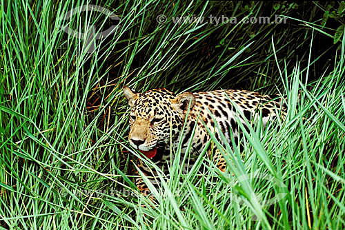  (Panthera onca) Jaguar in the bush - Amazonian region - Brazil 