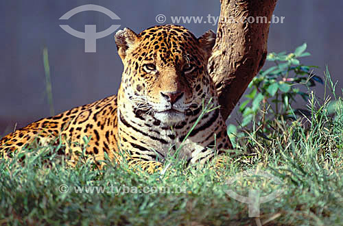  (Panthera onca) Jaguar - Amazonian region - Brazil 