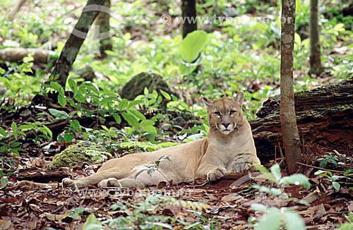  (Felis concolor) - Cougar - Amazonic Forest - Brazil 