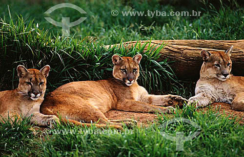  (Felis concolor) Group of cougars - Amazonic Forest - Brazil 