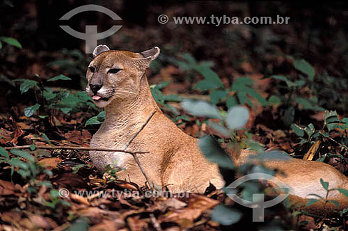  (Felis concolor) Cougar, Puma - Cerrado vegetation - Central Brazil 