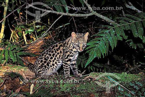  Subject: Oncilla (Leopardus tigrinus) - also known as Little spotted cat or Tigrillo - at Atlantic Rainforest / Place: Porto Seguro city - Bahia state (BA) - Brazil / Date: 1998 