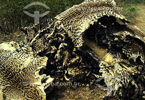  Skins of jaguars - apprehension of IBAMA (Brazilian Institute of Environment and Renewable) - Brazil 