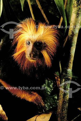  (Leontopithecus crysomelas) - Golden-Faced-Lion-Tamarin - Atlantic Rainforest* - Brazil  * The stretch in the Atlantic Forest that begins in the Jureia Mountain Range (in Iguape/SP) and goes until Ilha do Mel Island (in Paranagua city-Parana state)  