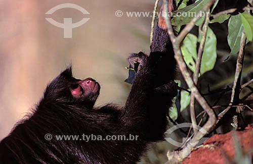  (Ateles paniscus) Black spider monkey 