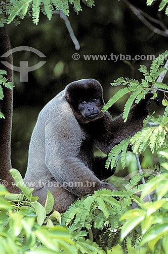  (Lagothrix lagotricha) Wooly Monkey - Amazon Region - Brazil 