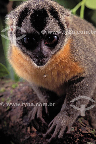  (Aotus trivirgatus) Night Monkey - Brazil 
