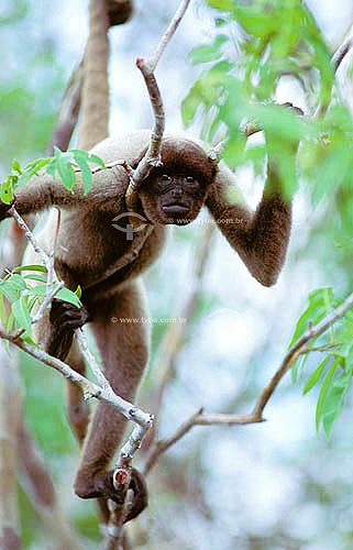  (Lagothrix lagotricha) Wooly Monkey - Amazon region - Brazil 