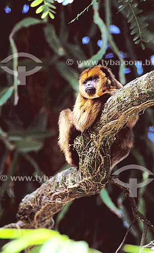 (Alouatta caraya) Black Howler Monkey - Pantanal National Park* - Mato Grosso state - Brazil  *The area is a UNESCO World Heritage in Brazil since 2000. 
