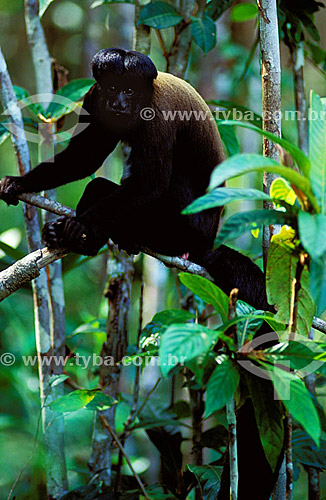  (Chiropotes Satanas Satanas) Black-bearded saki - Amazonas state - Brazil 