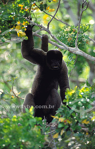  (Lagothrix lagotricha) Wooly Monkey - Amazon Forest - Brazil 