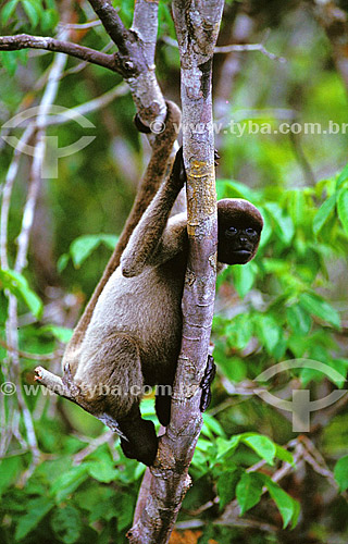  (Lagothrix lagotricha) Wooly Monkey - Amazonas state - Brazil 