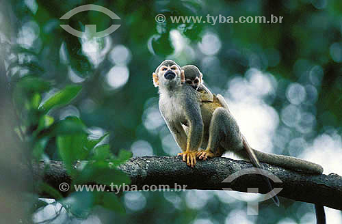 (Saimi sciureus) Squirrel Monkey - Amazon Forest  - Amazonas state - Brazil 