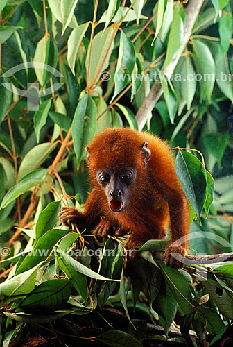  (Alouatta sp) Brown Howler Monkey - Amazonas state - Brazil 