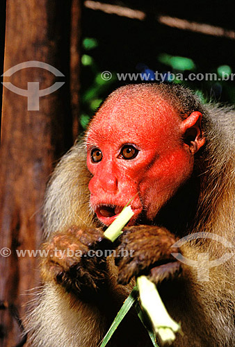  (Cacajao calvus) White Uakari-Monkey - Amazon Forest - Amazonas state - Brazil 