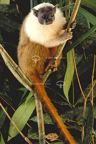 (Saguinus bicolor) Bicolor Tamarin - Amazon Region - Brazil 