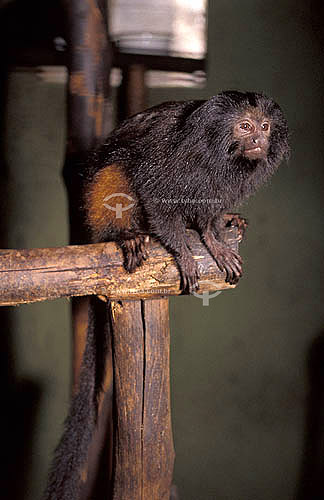  (Leontopithecus chrysopygus) - Black Lion Tamarin from Atlantic Rainforest - Brazil 