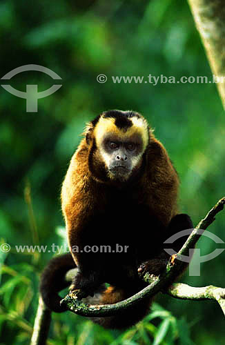  (Cebus apella) Brown Capuchin Monkey - Cloud Forest of Manu National Park - Cuzco Department - Peru 