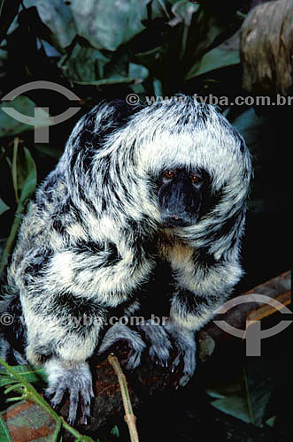  (Pithecia monachus) Monk Saki Monkey - Amazon Rainforest - Amazonas state - Brazil 