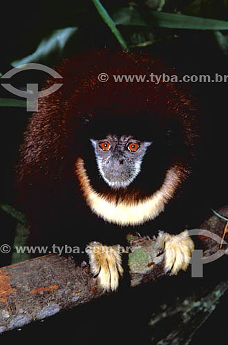  (Callicebus torquatus) Collared Titi Monkey; Widow Monkey - Amazon Forest - Amazonas state - Brazil 