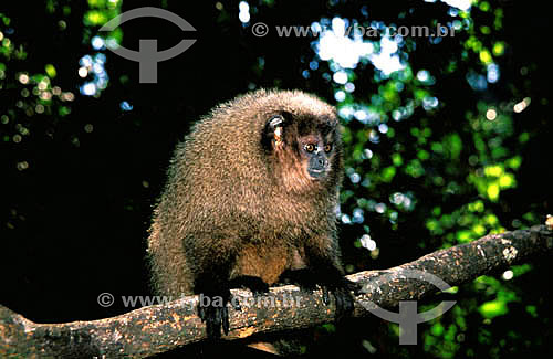  (Callicebus personatus nigrifrons) Masked Titi Monkey - Atlantic Rainforest - southeastern - Brazil 