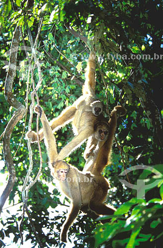  (Brachyteles hypoxanthus) Muriqui Monkey in the Atlantic Rainforest of Caratinga Biological Station - Minas Gerais state - Brazil 