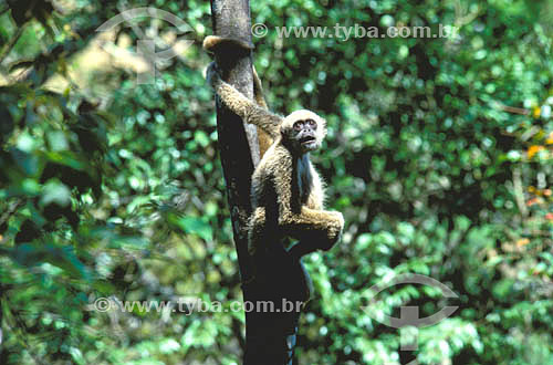  (Brachyteles hypoxanthus) Muriqui Monkey in the Atlantic Rainforest of Caratinga Biological Station - Minas Gerais state - Brazil 