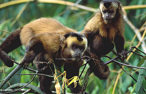  (Cebus apella) Brown Capuchin Monkey  or Black-Capped Capuchin - Atlantic Rainforest - Brazil 