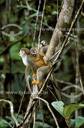  (Saimi sciureus) Squirrel Monkey - Brazil 