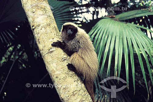  (Callicebus personatus nigrifrons) Masked Titi Monkey - Atlantic Rainforest - Minas Gerais State - Brazil 