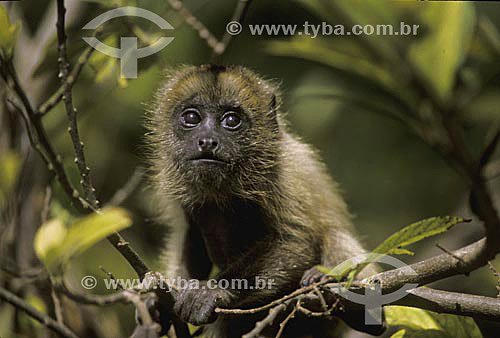  Monkey - Pantanal - Mato Grosso state - Brazil 