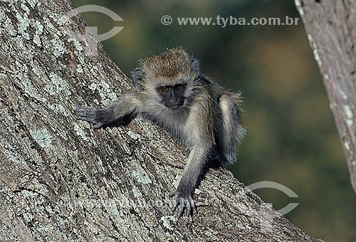  Black-faced Vervet Monkey (Cercopithecus aethiops) - Africa 