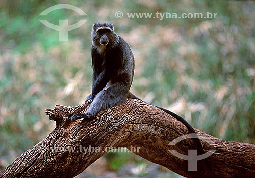  Blue Monkey (Cercopithecus mitis) - Africa 