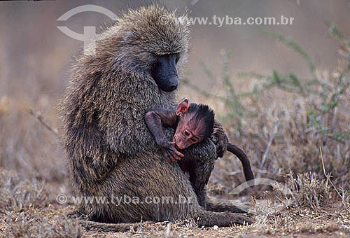  Olive Baboon with cub (Papio anubis) - Africa 