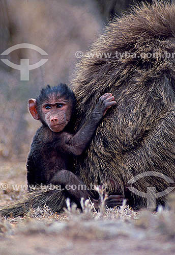  Cub of Olive Baboon (Papio anubis) - Africa 
